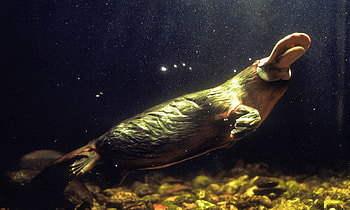platypus , resolution, Stunning backgrounds, Cute aquatic creatures HD wallpaper