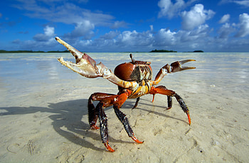 Crab, crab, animals HD wallpaper