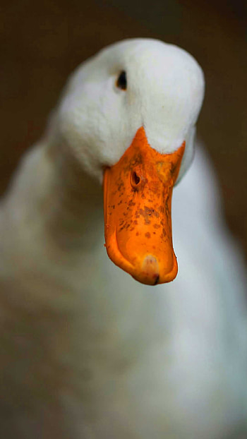 Duck , Tubewp collection, Diverse styles, Creative designs HD phone wallpaper