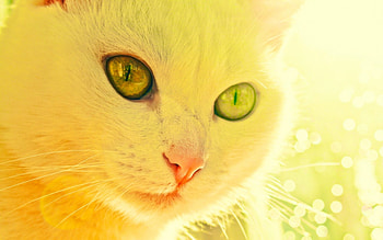 Cat, kitten, kitty, cats, cute, sleepy, sleeping, beauty, animals, hat, sweet, beautiful, paws, cat face, pretty, face, lovely HD wallpaper