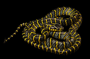 Boiga snake, Animal portraits, Joel Sartore, Reptile graphy HD wallpaper