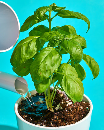 Grow basil in an indoor pot, Outdoors apartment therapy, Basil plant, Food HD phone wallpaper