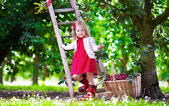 The little girl and the cherries, girl, copil, tree, little, summer, basket, pink, cherry, green, fruit, child HD wallpaper