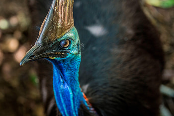 Cassowaries in Cairns, Great Barrier Reef wildlife, Fascinating bird knowledge, Nature exploration HD wallpaper