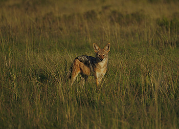 Animals, Young, Wildlife, Joey, Jackal HD wallpaper
