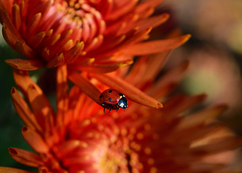 Macro, ladybug, insect, flowers HD wallpaper