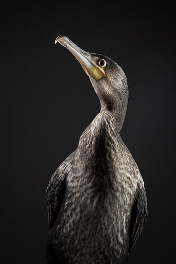 Great black cormorant, Avian beauty, Nature's marvel, Stunning bird HD phone wallpaper