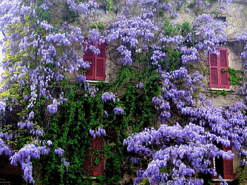 visteria house, visteria, beautiful, architecture, house HD wallpaper