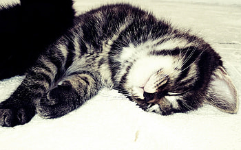 Animals, Cats HD wallpaper