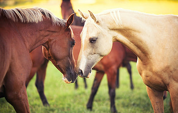 Horses, animal, horse, brown, green, kiss, grass HD wallpaper