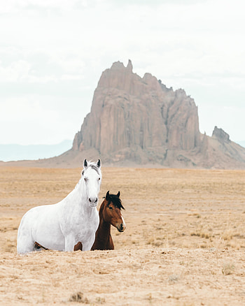 Animals, Horses, Sand, Rocks, Horse HD phone wallpaper