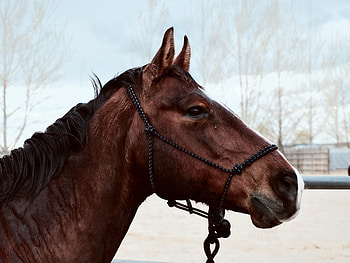 Brown horse, animal, muzzle HD wallpaper