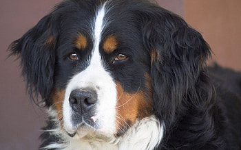 Animals, Dog, Muzzle, Brown, St. Bernard, Saint Bernard HD wallpaper