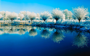 Tree, Winter, Reflection, , Azure, Nature, Snow HD wallpaper