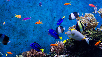 Aquarium Live For : Aquarium afari HD wallpaper