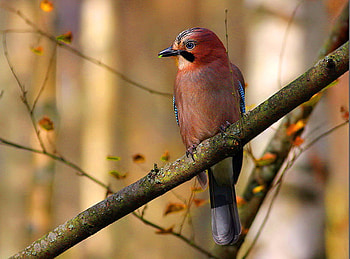 Songs in the sky, blue, branch, brown, bird, red HD wallpaper