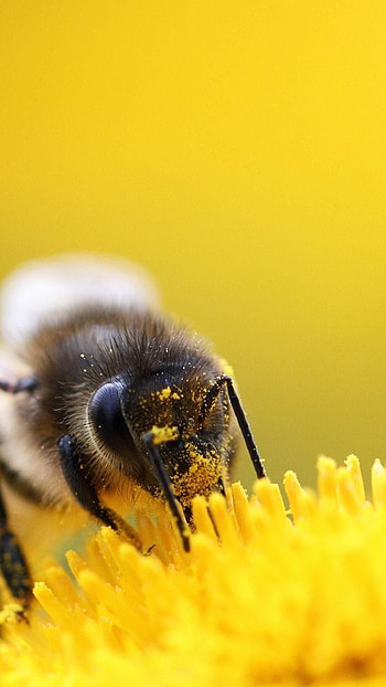 Bee, Buzzing , Insect delight, Nature's beauty HD phone wallpaper