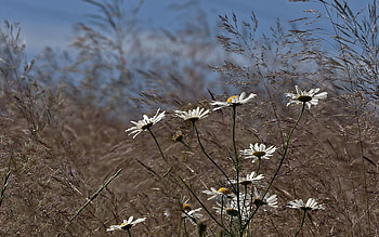 Flowers, Grass, Camomile, Blur, Smooth, Polyana, Glade HD wallpaper