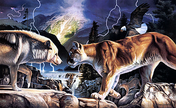 Wolf, confrontation, big, bird, animals, cat HD wallpaper