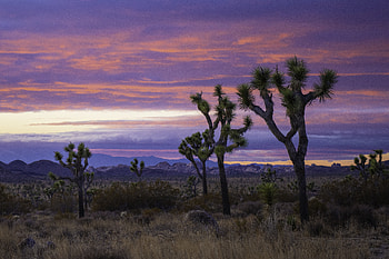 Nature, Trees, Mountains, Desert, Bush HD wallpaper
