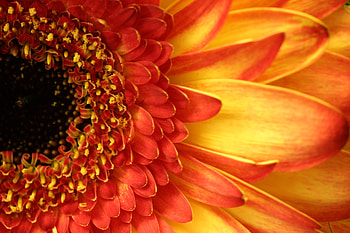 Flower, Macro, Petals, Close-Up, Gerbera, Peach, Peachy HD wallpaper