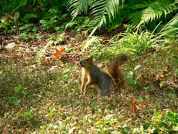 Can I Have Some Right Now, fur, grass, fern, squirrel HD wallpaper