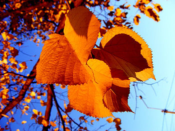 autumn leaves , autumn, leaves HD wallpaper