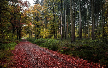 Path, leaf, nature, jungle, forest, tree HD wallpaper