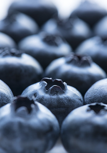 Fruit, blueberry, close up HD phone wallpaper