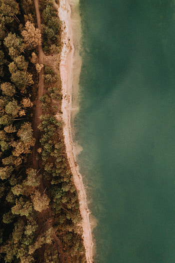 Nature, Trees, Sea, View From Above, Coast, Forest HD phone wallpaper
