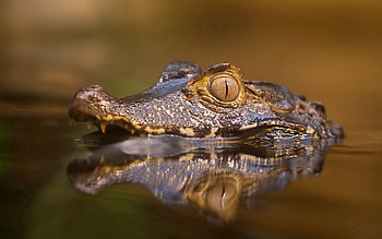 Animals, Water, Muzzle, Eyes, Anger, Crocodile, Predatory HD wallpaper