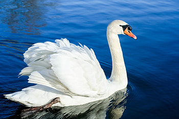SWAN, WAVES, FEATHERS, WATER, WINGS HD wallpaper