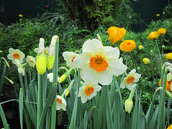 Flowers for a cause 50, Yellow, graphy, green, Flowers, garden, orange, Daffodils HD wallpaper