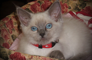 Perplexity, blue, kitten, eyes, cat HD wallpaper