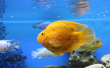 Animals, Aquariums, Fishes HD wallpaper