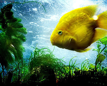 Yellow fish, animal, fish, water, yellow HD wallpaper