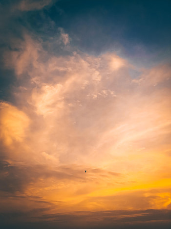 Nature, Sunset, Sky, Bird, Flight HD phone wallpaper