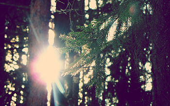 Nature, Sun, Shine, Light, Branch, Spruce, Fir HD wallpaper