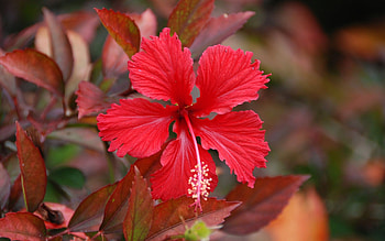 Hibiscus, autumn, red, flower HD wallpaper