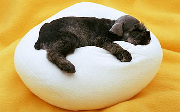 Animals, Lie, To Lie Down, Puppy, Pillow HD wallpaper