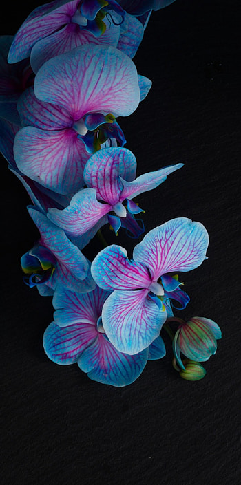 Flowers, nature HD phone wallpaper