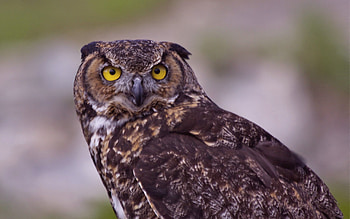 Animals, Owl, Bird, Predator, Sight, Opinion HD wallpaper