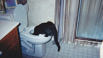 Where did the water go, tabby, precarious, cat, funny HD wallpaper