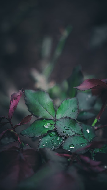 Drops, Macro, Blur, Smooth, Sheet, Leaf, Dew HD phone wallpaper
