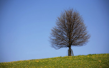 Nature, Summer, Wood, Tree, Branches, Branch, Field, Naked HD wallpaper