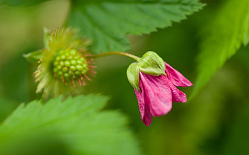 Flower, Plant, Macro, Bud, Greens HD wallpaper
