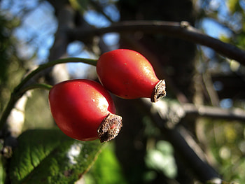 Rose Hip, rose, nature, tree, hip HD wallpaper