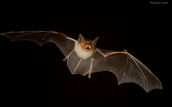 bat, their food is fruit, bird, flying in the night, sleep on the tree at the day HD wallpaper