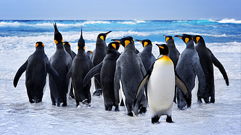 Charming tuxedos, Playful sliding, Social creatures, Fascinating behaviors HD wallpaper