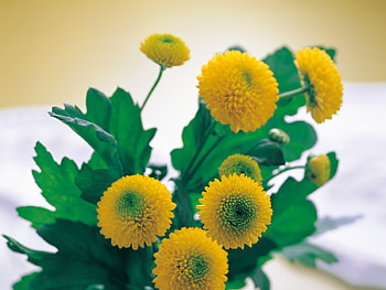 Plants, Flowers HD wallpaper
